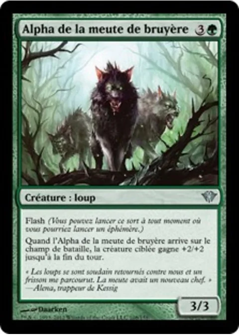 Alpha de la meute de bruyère