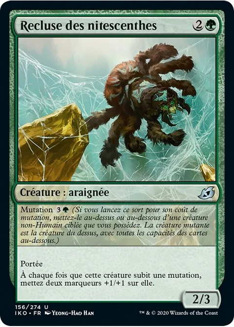 Recluse des nitescenthes