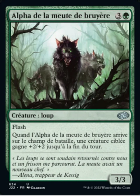 Alpha de la meute de bruyère