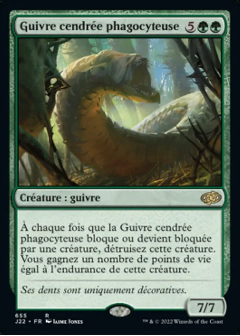 Guivre cendrée phagocyteuse