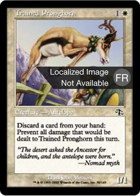 Antilocapra dressée