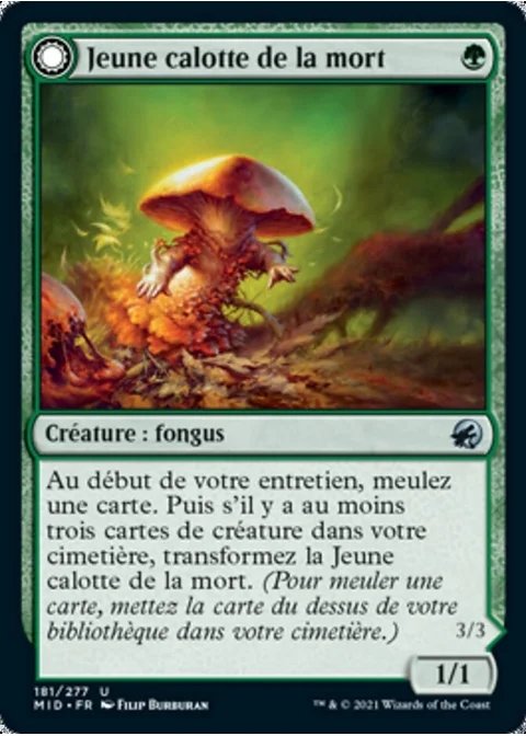 Jeune calotte de la mort