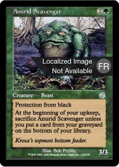 Anouride nécrophage